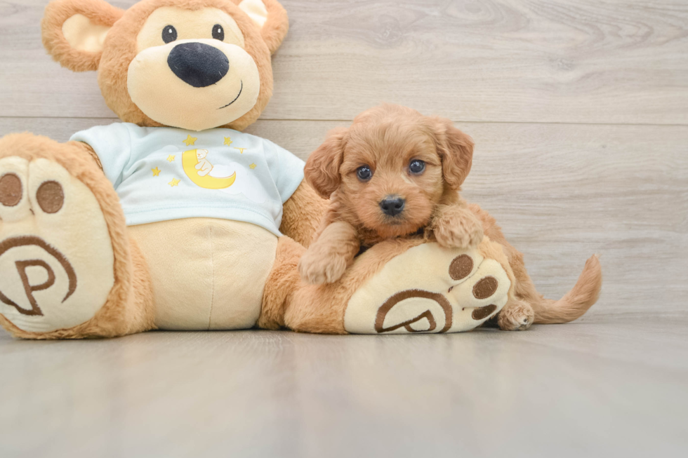 Playful Mini Groodle Poodle Mix Puppy