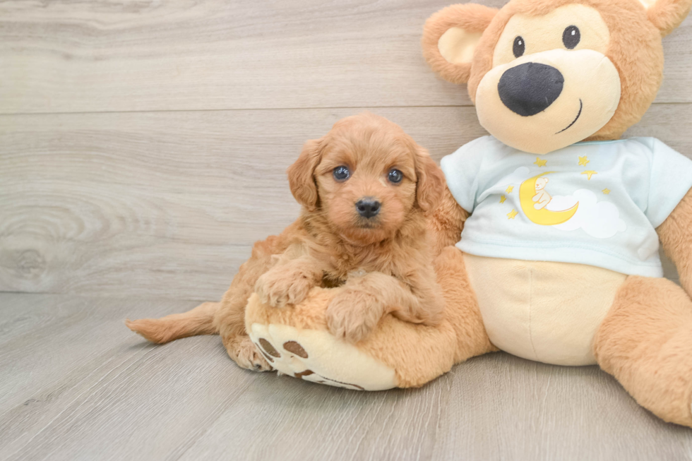 Popular Mini Goldendoodle Poodle Mix Pup