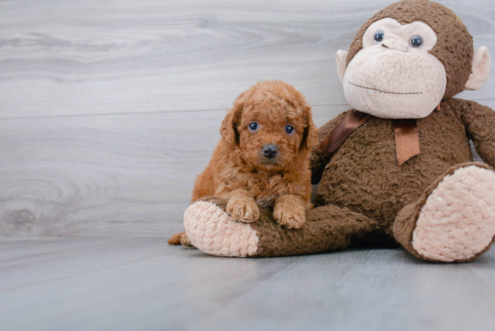 Best Mini Goldendoodle Baby