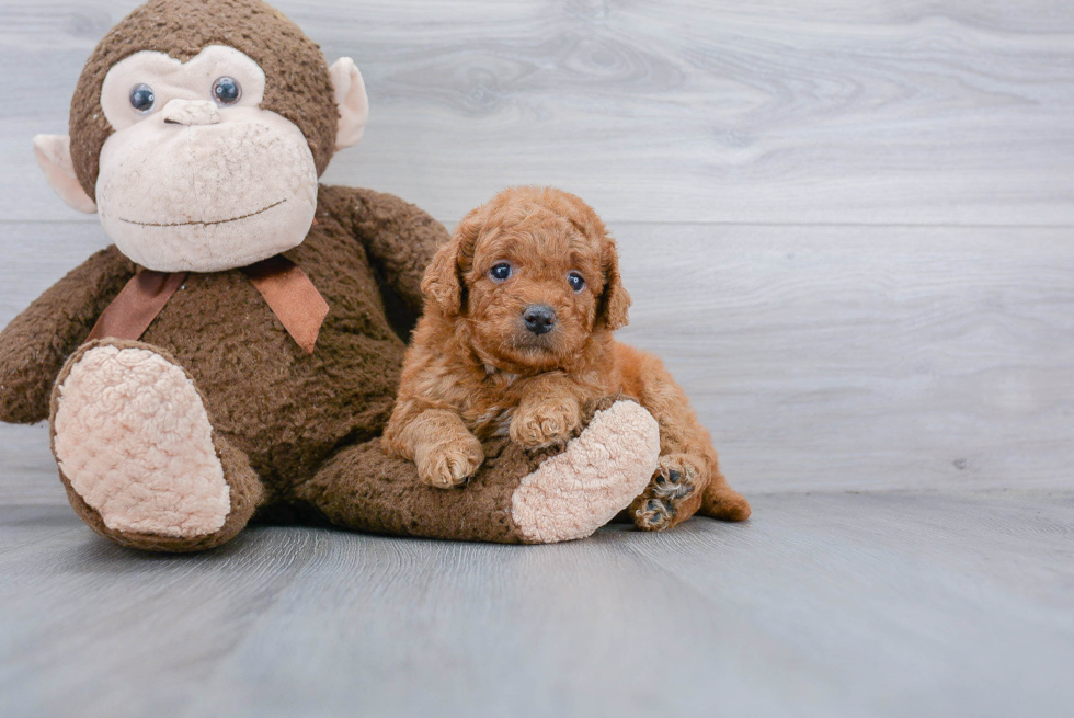 Playful Golden Retriever Poodle Mix Puppy