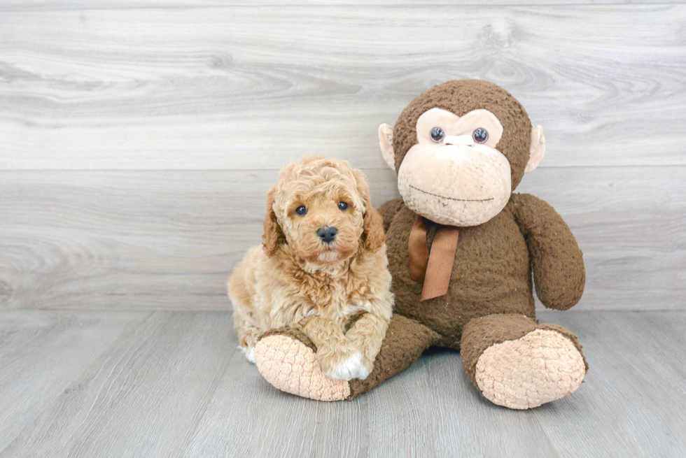 Mini Goldendoodle Puppy for Adoption