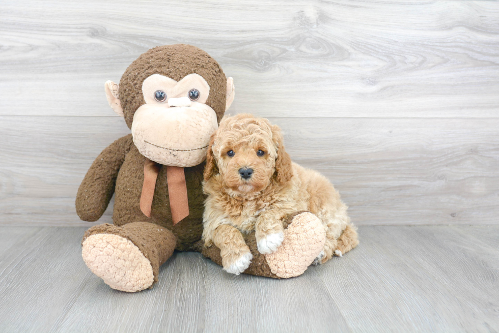 Sweet Mini Goldendoodle Baby