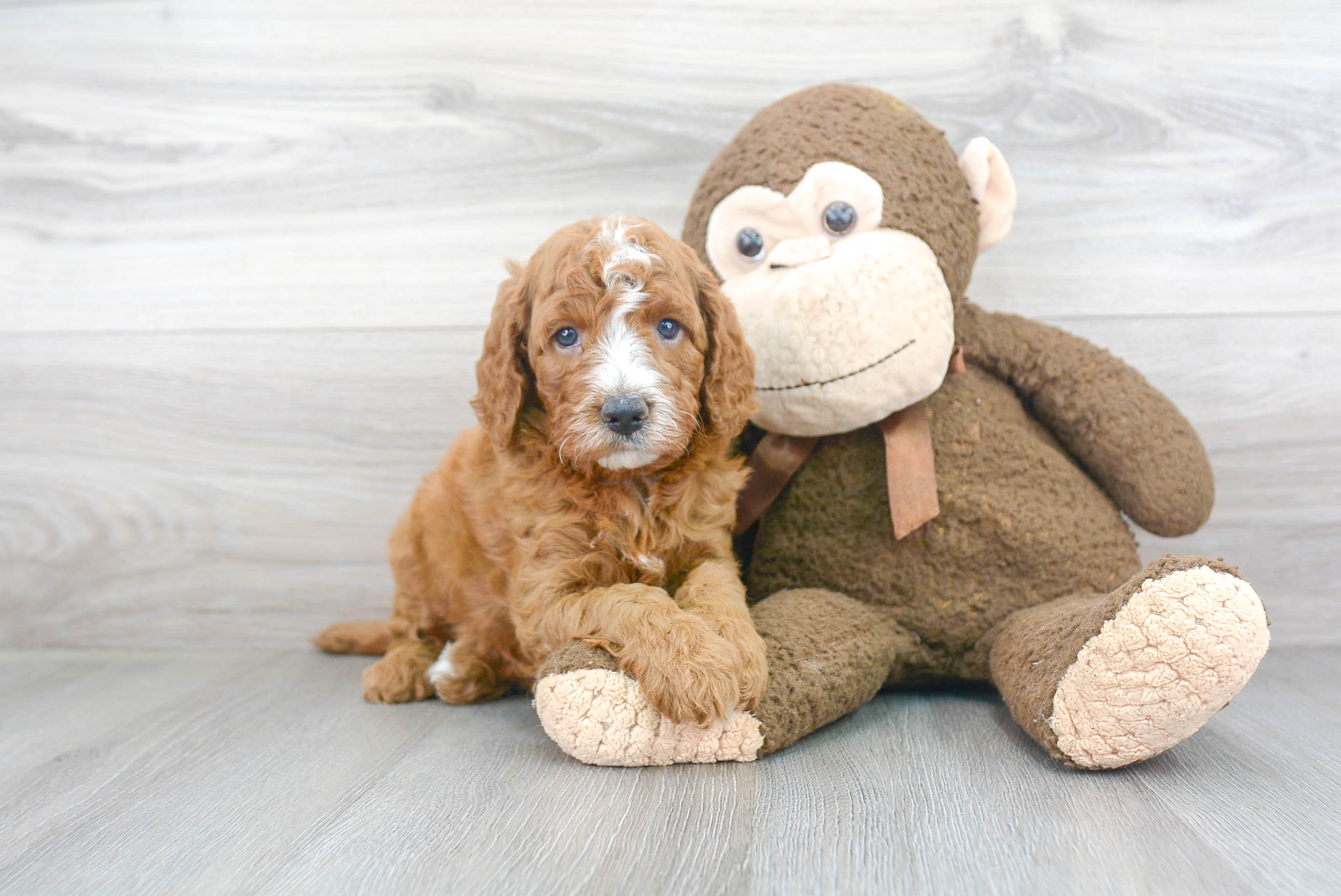 Mini Goldendoodle Pup Being Cute