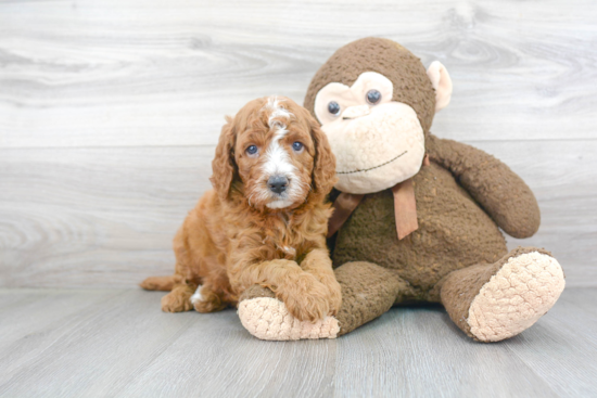 Mini Goldendoodle Pup Being Cute