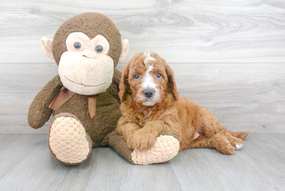 Popular Mini Goldendoodle Poodle Mix Pup