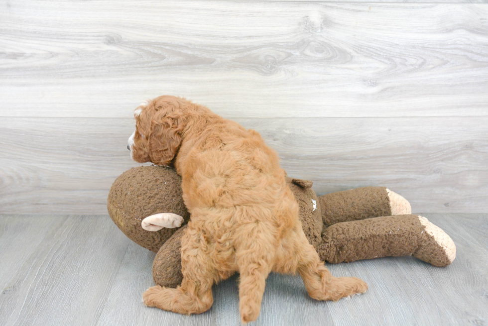 Playful Golden Retriever Poodle Mix Puppy