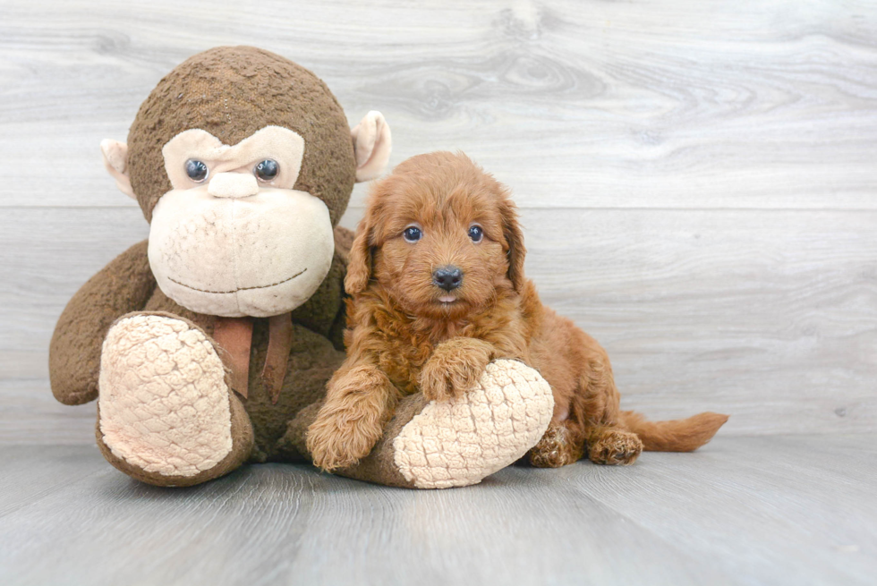 Mini Goldendoodle Puppy for Adoption