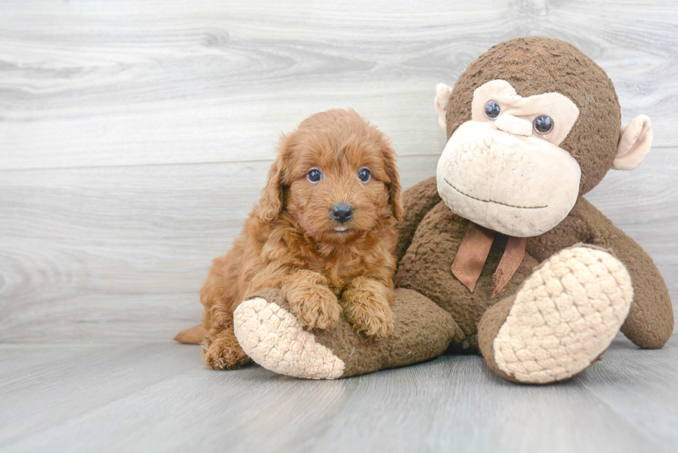 Adorable Golden Retriever Poodle Mix Puppy