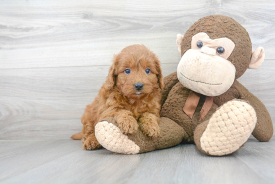 Adorable Golden Retriever Poodle Mix Puppy