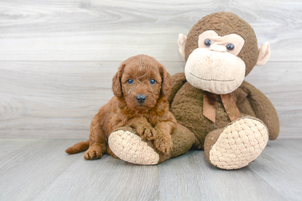 Happy Mini Goldendoodle Baby