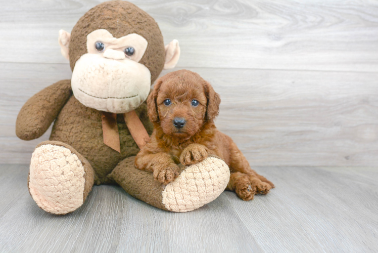 Hypoallergenic Golden Retriever Poodle Mix Puppy