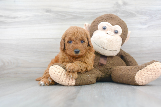 Mini Goldendoodle Pup Being Cute