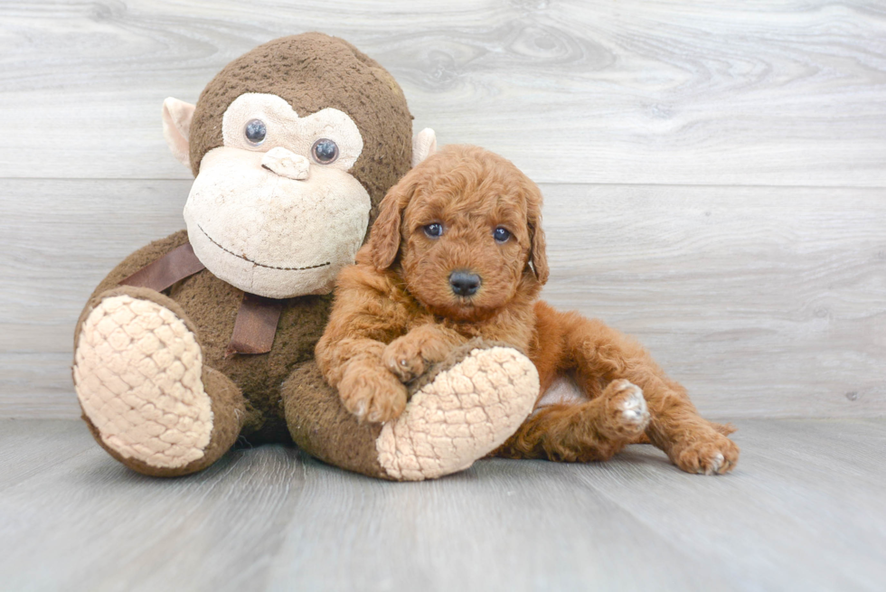 Best Mini Goldendoodle Baby