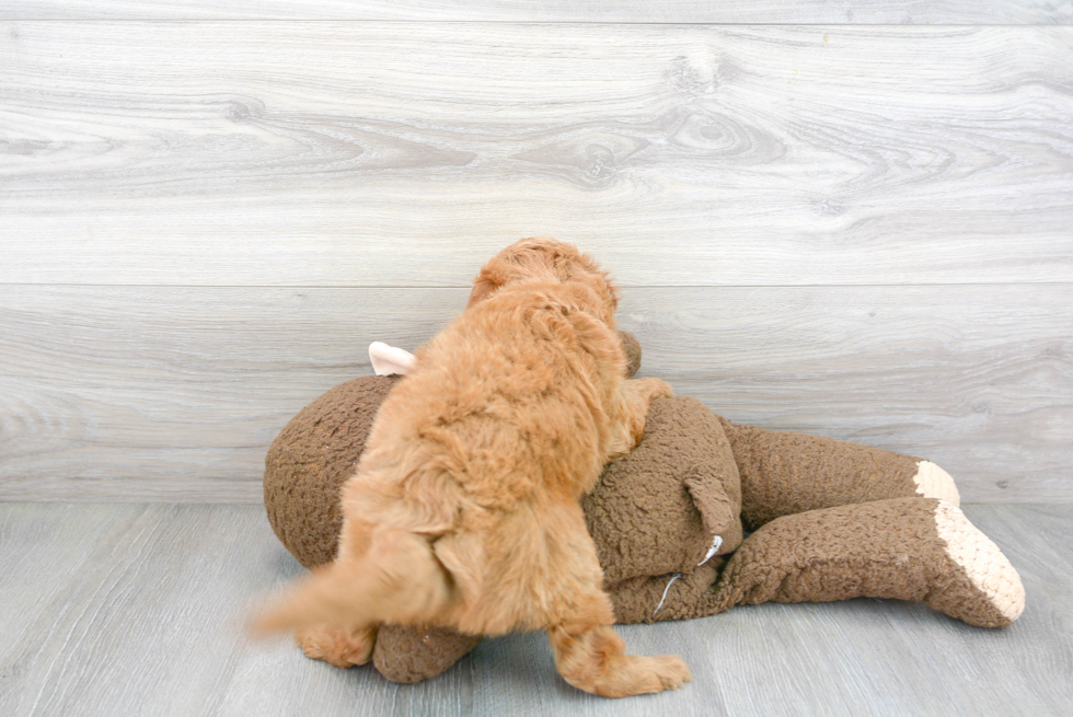 Cute Mini Goldendoodle Poodle Mix Pup