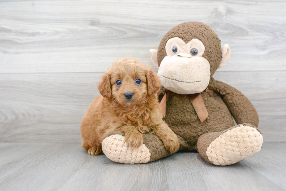 Best Mini Goldendoodle Baby