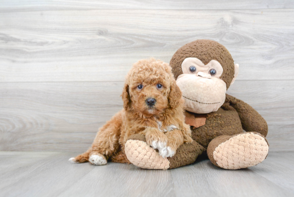 Friendly Mini Goldendoodle Baby