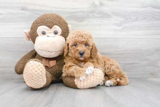 Mini Goldendoodle Pup Being Cute