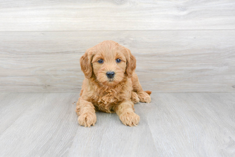 Mini Goldendoodle Puppy for Adoption