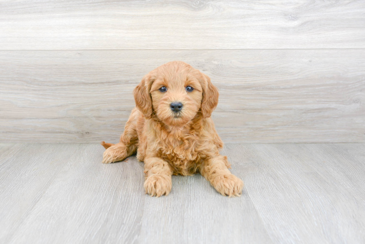 Best Mini Goldendoodle Baby