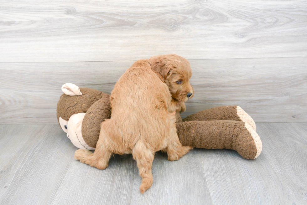 Best Mini Goldendoodle Baby