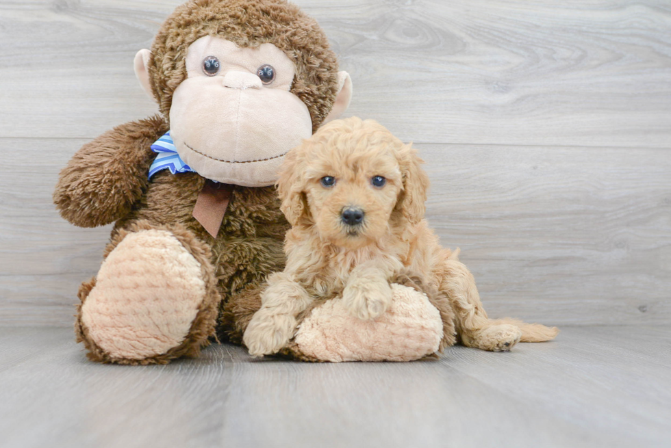 Popular Mini Goldendoodle Poodle Mix Pup