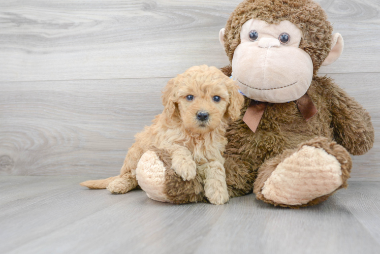 Mini Goldendoodle Pup Being Cute