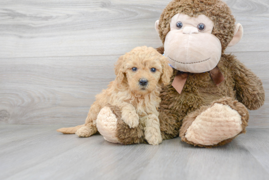 Mini Goldendoodle Pup Being Cute