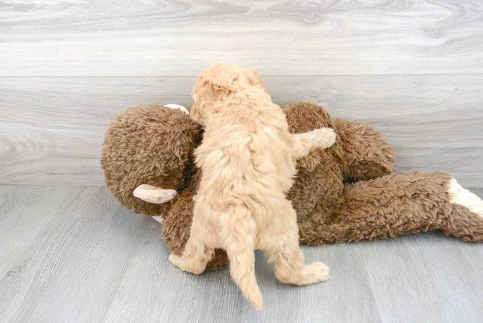 Petite Mini Goldendoodle Poodle Mix Pup