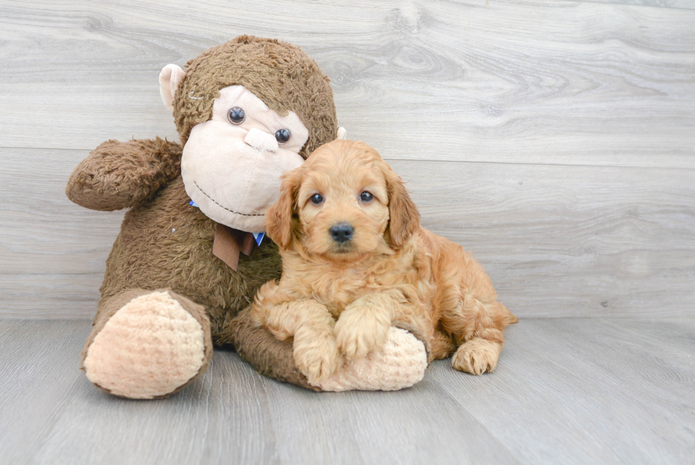 Mini Goldendoodle Pup Being Cute