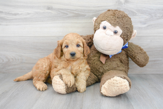 Small Mini Goldendoodle Baby