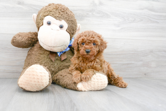 Mini Goldendoodle Puppy for Adoption