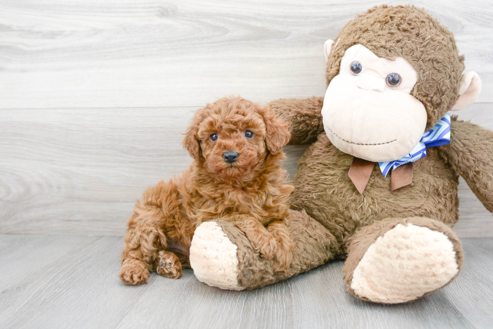 Adorable Golden Retriever Poodle Mix Puppy