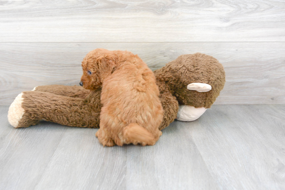 Playful Golden Retriever Poodle Mix Puppy