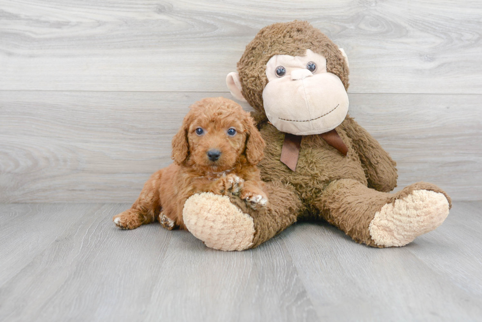 Mini Goldendoodle Pup Being Cute