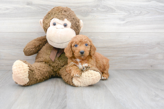 Cute Mini Goldendoodle Baby