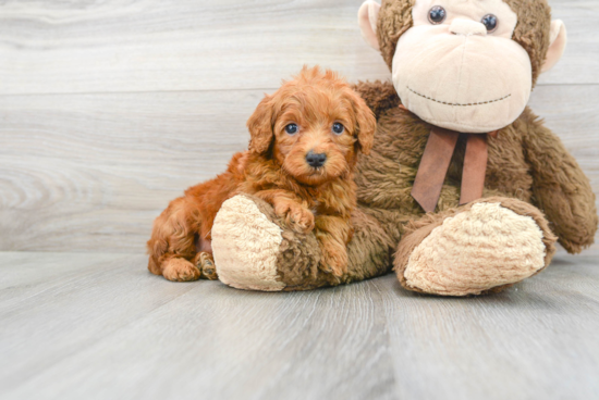 Adorable Golden Retriever Poodle Mix Puppy