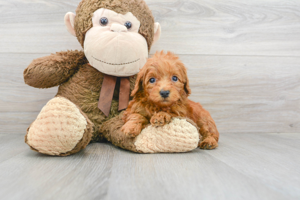 Adorable Golden Retriever Poodle Mix Puppy