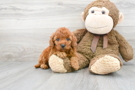 Mini Goldendoodle Pup Being Cute