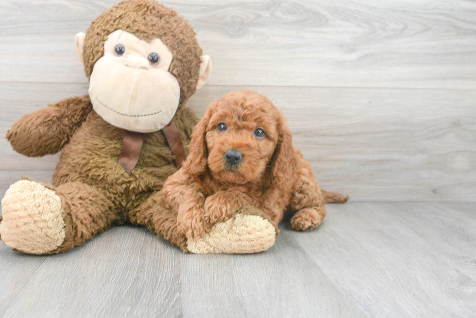 Hypoallergenic Golden Retriever Poodle Mix Puppy