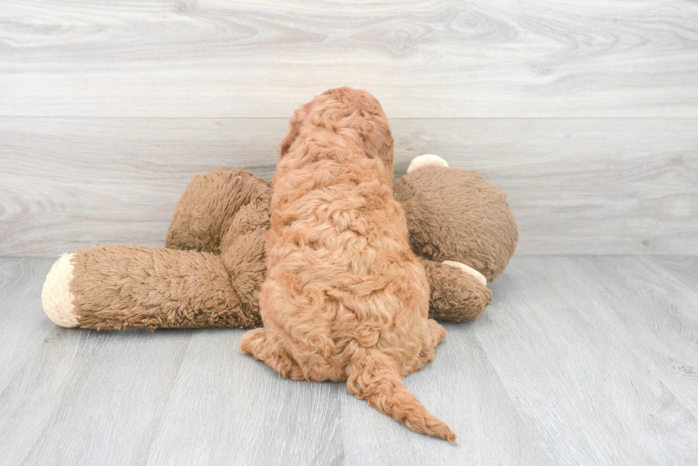 Best Mini Goldendoodle Baby