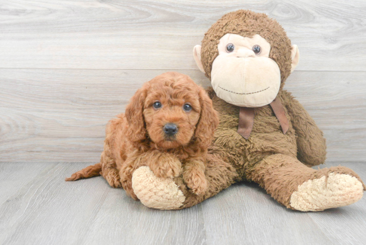 Playful Golden Retriever Poodle Mix Puppy