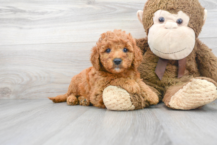 Best Mini Goldendoodle Baby