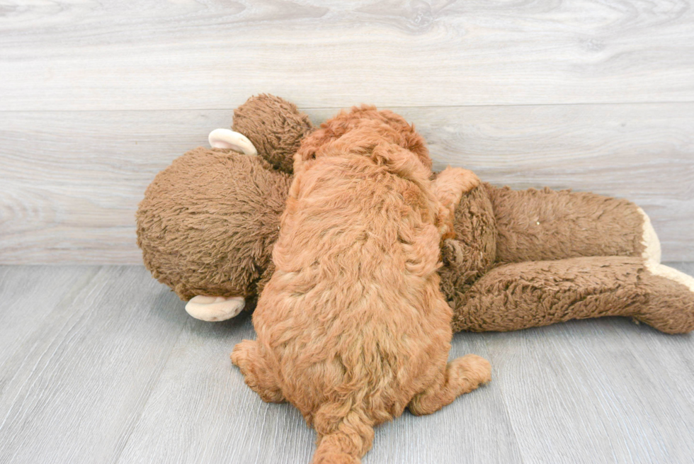 Playful Golden Retriever Poodle Mix Puppy