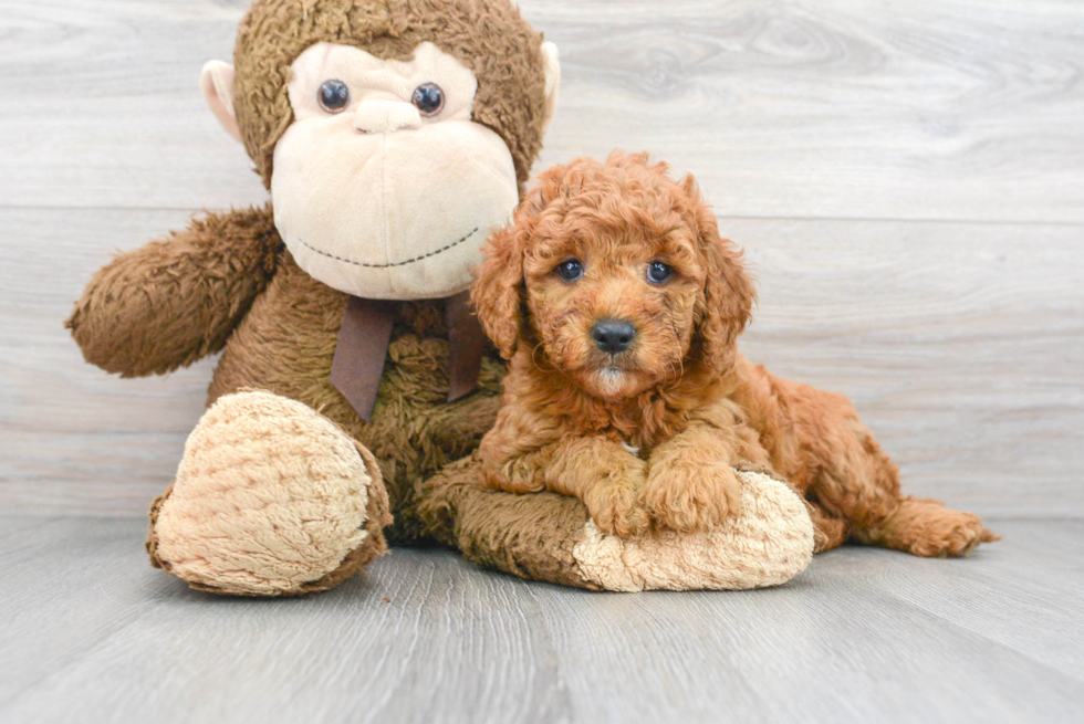 Mini Goldendoodle Puppy for Adoption