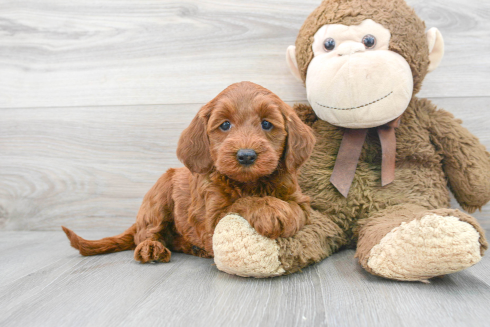 Mini Goldendoodle Puppy for Adoption