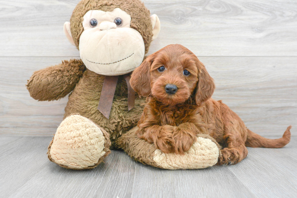 Hypoallergenic Golden Retriever Poodle Mix Puppy