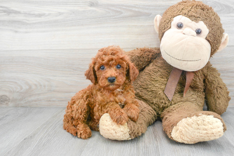 Mini Goldendoodle Puppy for Adoption