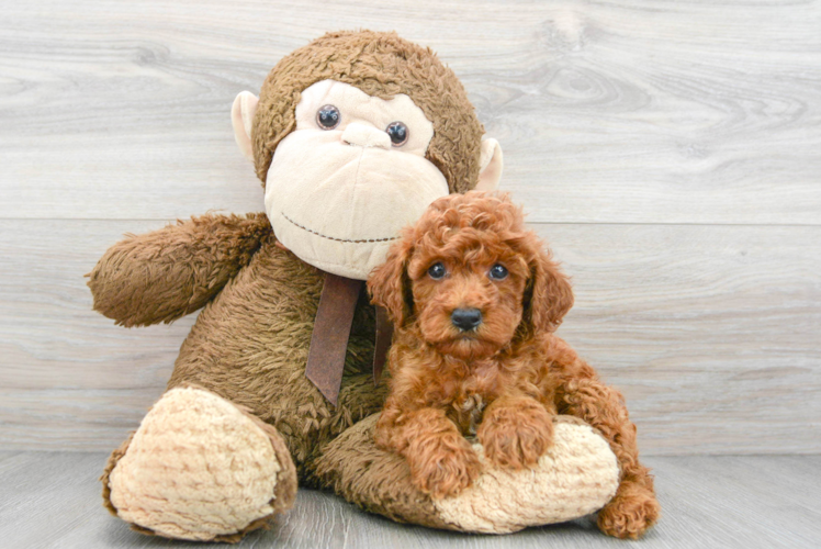 Smart Mini Goldendoodle Poodle Mix Pup