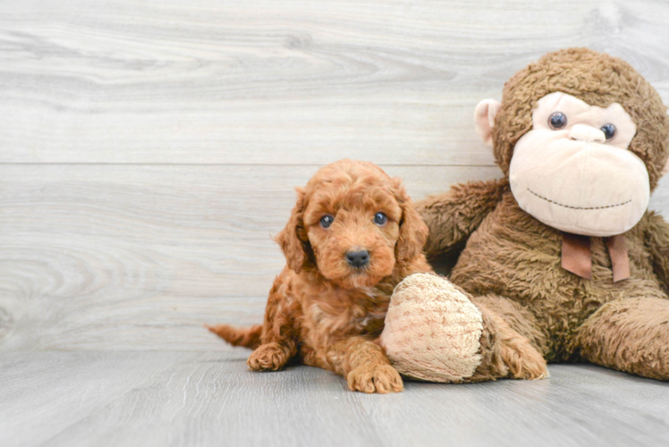 Mini Goldendoodle Pup Being Cute