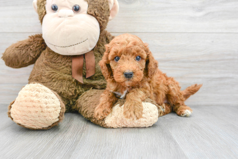 Mini Goldendoodle Pup Being Cute